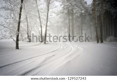 road in the snow, walking through the forest mist wrapped