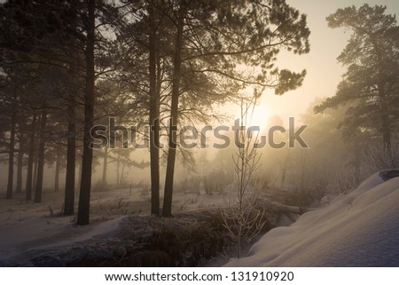 trees in fog, lit by the light of the sun