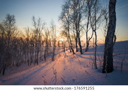 Snow and trees, lit by the rays of the rising sun