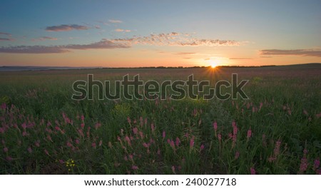 Dawn on a green meadow with blooming lupine edge of the sun above the horizon and pink clouds