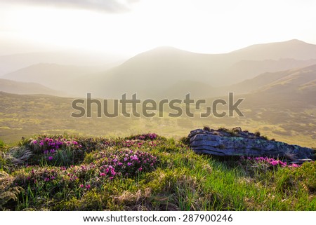 View of the mountain range with a slope with grass, flowers and rocks in the foreground and valley during dawn. Carpathian Mountains.
