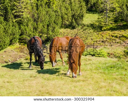 Two bay horses and one dark bay horse grazing on mountain pasture. Carpathian Mountains.
