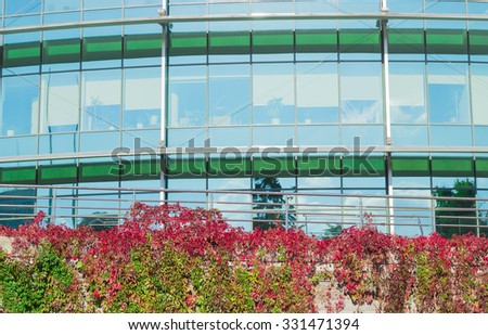 Fragment of a modern office building with the wall in the foreground, covered Virginia creeper with green and deep red to burgundy foliage autumn