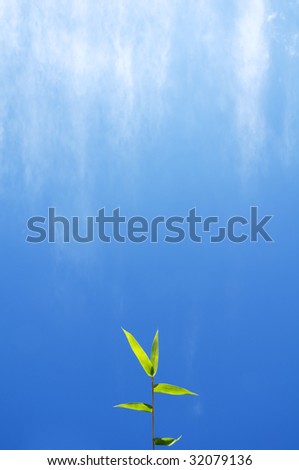 Bamboo leaves with sunny blue sky and streaming cloud in the background.