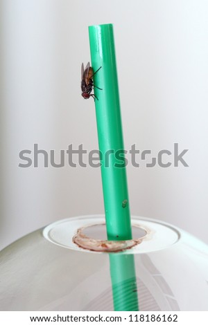 Dirty fly on coffee cup straw