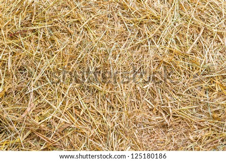 Close up rice straw background