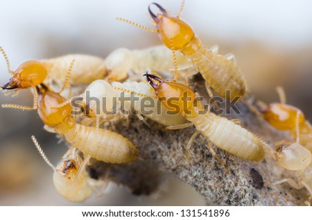 Close up termites or white ants in Thailand