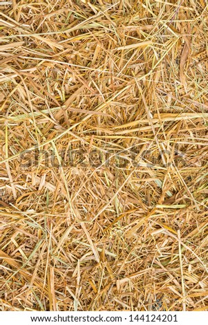 Close up rice straw background