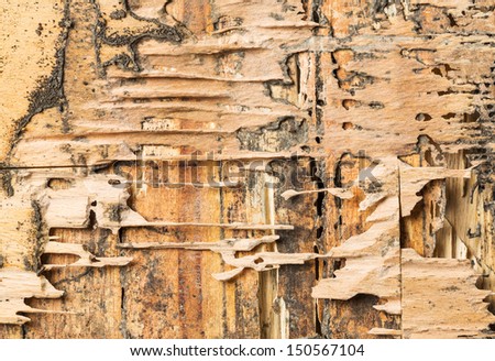 Damaged wood box eaten by termites in Thailand