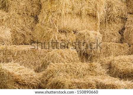 Piles of dry rice straw in farm for live stock
