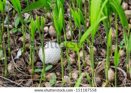 Close up dirty golf ball stuck in palm seedlings