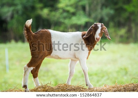 Close up young goat in farm fron central of Thailand