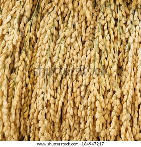 Close up Japanese rice paddy texture background