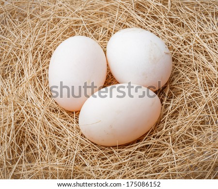 Close up organic duck eggs lay on straw