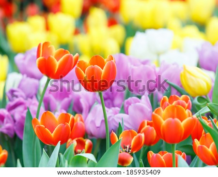 Close up beautiful colorful tulip flower background