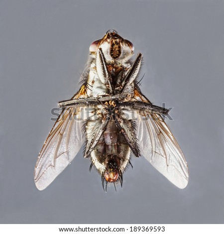 Extreme close up dirty died sarcophaga species fly isolated on gray background - stacked photo - deep focus image