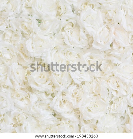 Close up white rose texture background