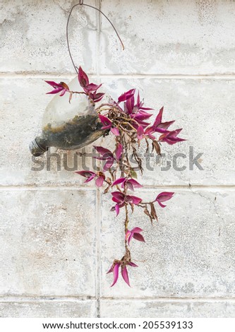 Close up flower plantation in bottle hanging near concreta wall