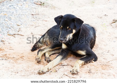 Close up Thai stray dog lying on dirty sandy floor