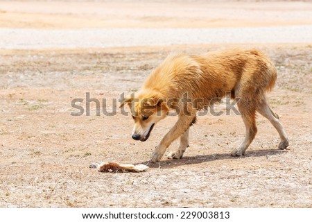 Close up dirty stray dog looking at the bone on ground