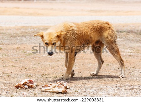 Close up dirty stray dog looking at the bone on ground