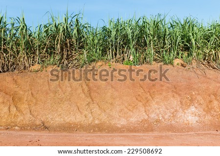 Close up red color lateritic soil cross section and sugar cane plantation