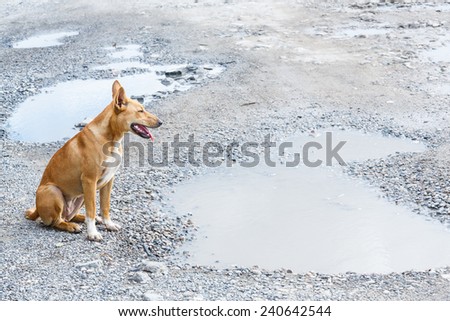 Close up dirty stray dog sitting on bumpy road with water