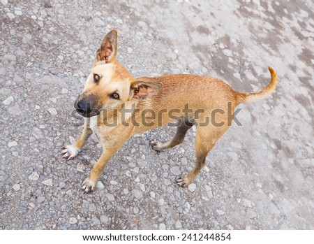 Close up dirty stray dog standing on bumpy road and looking up to camera