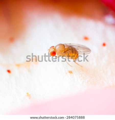 Close up new born fruit fly in studio