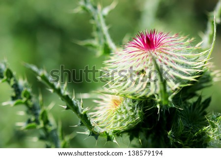 blooming thistle in a wild field