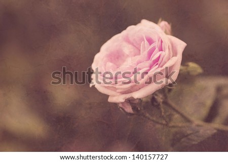 cute pink rose in vintage style close up