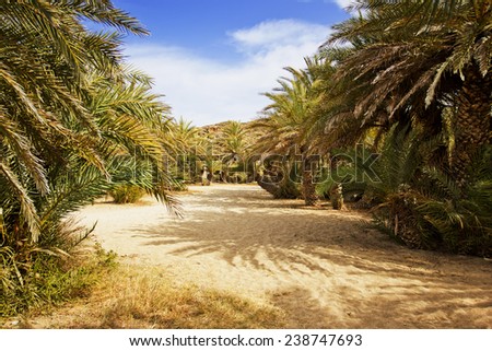 old palm trees on a beach, Crete, Greece