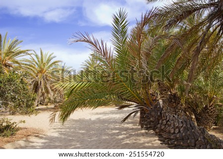 landscape with palm trees, Crete, Greece