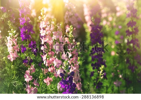 gentle pink and purple delphinium flowers