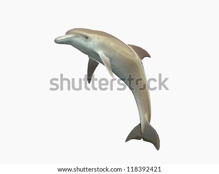 HI res Dolphin isolated on a white background HI res Dolphin isolated on a white background