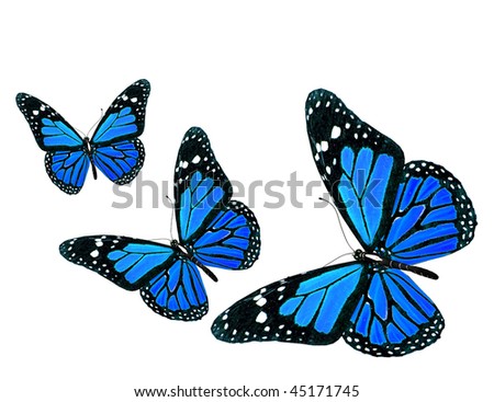 Butterfly Stock Photo 45171745 : Shutterstock