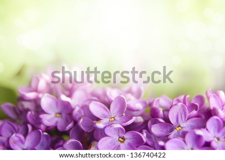 Spring lilac blossom on soft green background