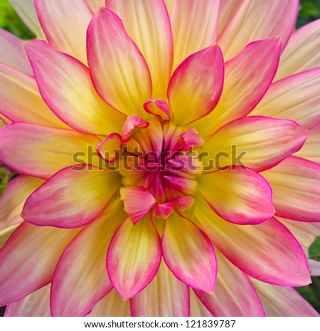 Pink and Yellow Dahlia - Macro of a blooming dahlia flower.