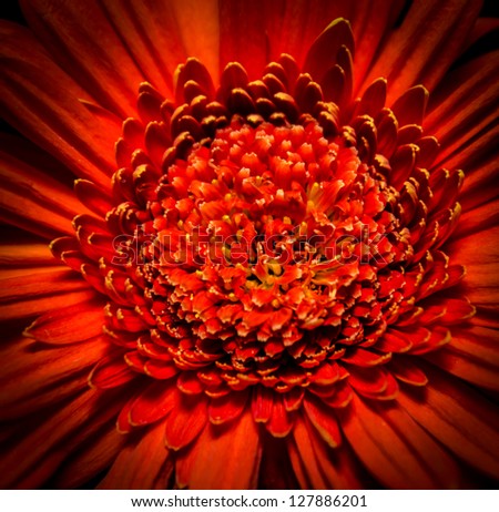 A beautiful orange gerber daisy in dim lighting, showing off the complexity of the hundreds of its soft petals.