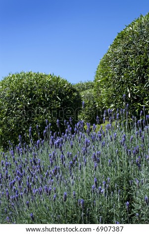Purple Lavender growing abundantly in the summer sun