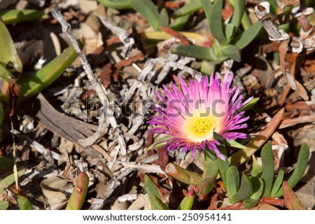 Ice plant succulent ground cover with a pink flower, Delosperma cooperi