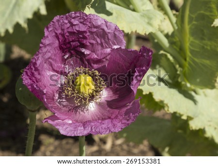 Purple poppy flower, Papaver orientale, blooming in a Southern California garden in spring