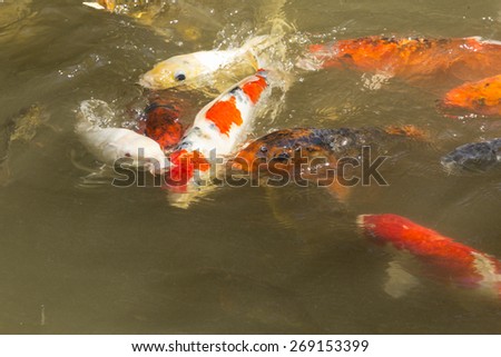 Koi fish swimming in a pond in the Japanese garden