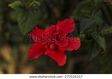 Red Hawaiian hibiscus flower, Hibiscus rosa-sinensis, blooms in spring in a garden in Hawaii