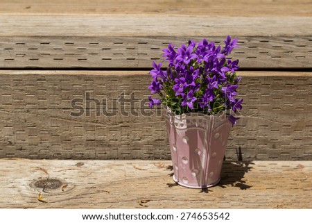 Purple flowers-- Dalmatian bellflower , Campanula portenschlagiana, in a small tin planter in Spring