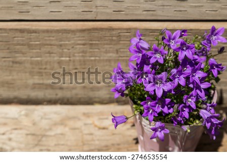 Purple flowers-- Dalmatian bellflower , Campanula portenschlagiana, in a small tin planter in Spring