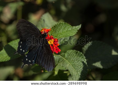 The pipevine swallowtail butterfly, Battus philenor, is found in North America and Central America