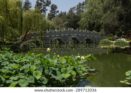 Lotuses in the Chinese Garden at the Huntington Botanical Gardens in Southern California