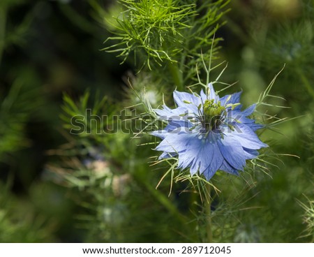 Black seed, Nigella sativa, purple blue flower
