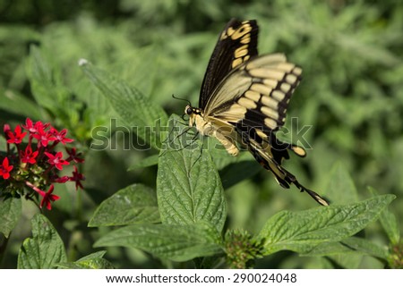 Giant swallowtail butterfly, Papilio cresphontes, is found in North America and South America